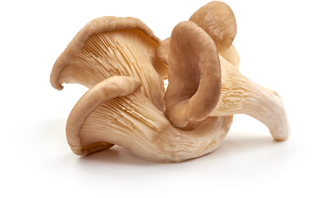 Oyster Mushrooms