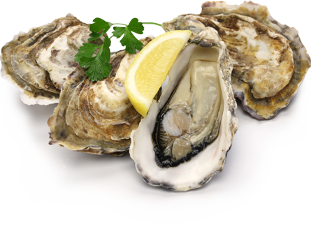 Oysters